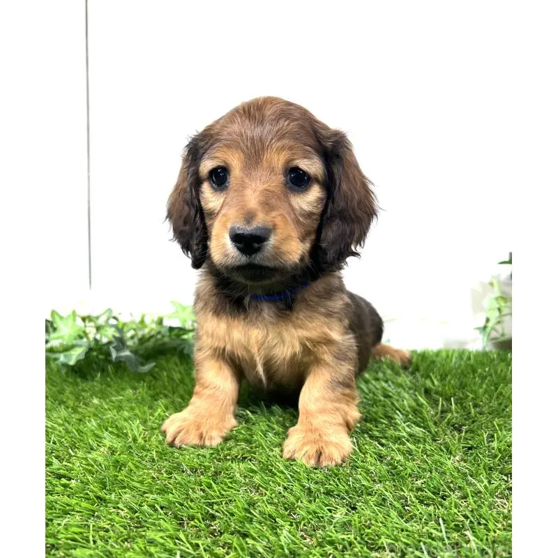 販売中の埼玉県のミニチュアダックスフンド(ロングヘアード)-453682の9枚目