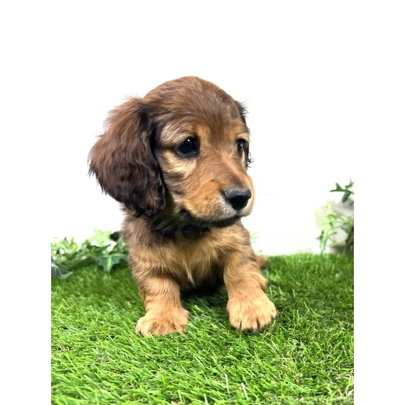 販売中の埼玉県のミニチュアダックスフンド(ロングヘアード)-453682の7枚目