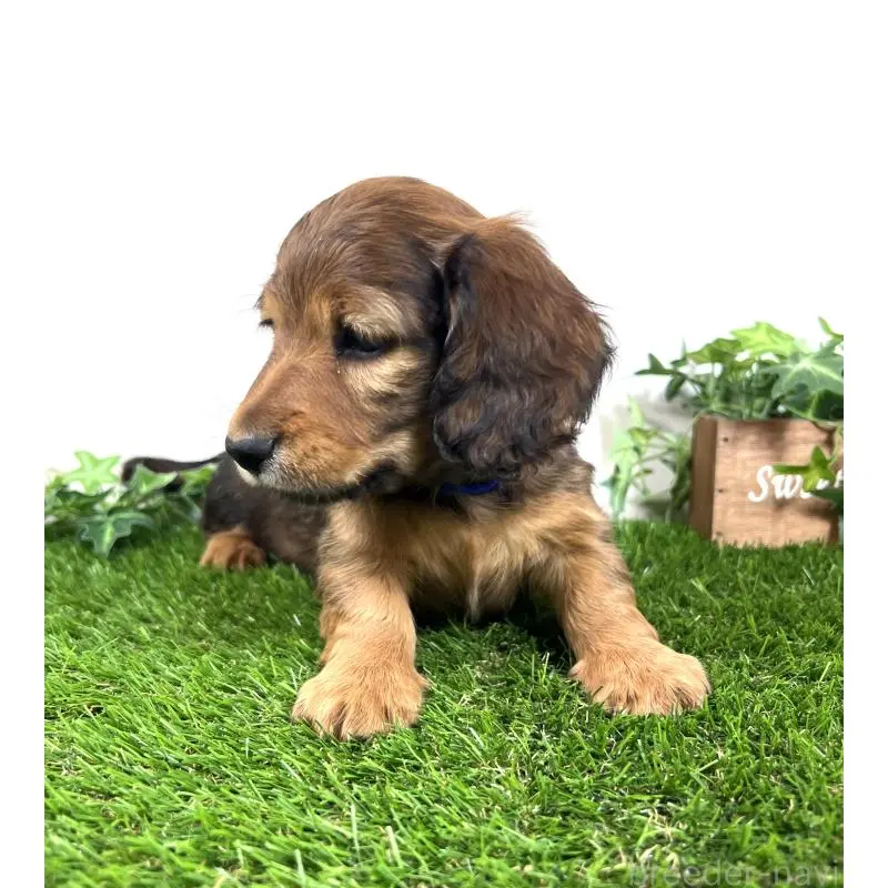 販売中の埼玉県のミニチュアダックスフンド(ロングヘアード)-453682の6枚目