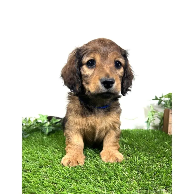 販売中の埼玉県のミニチュアダックスフンド(ロングヘアード)-453682の5枚目