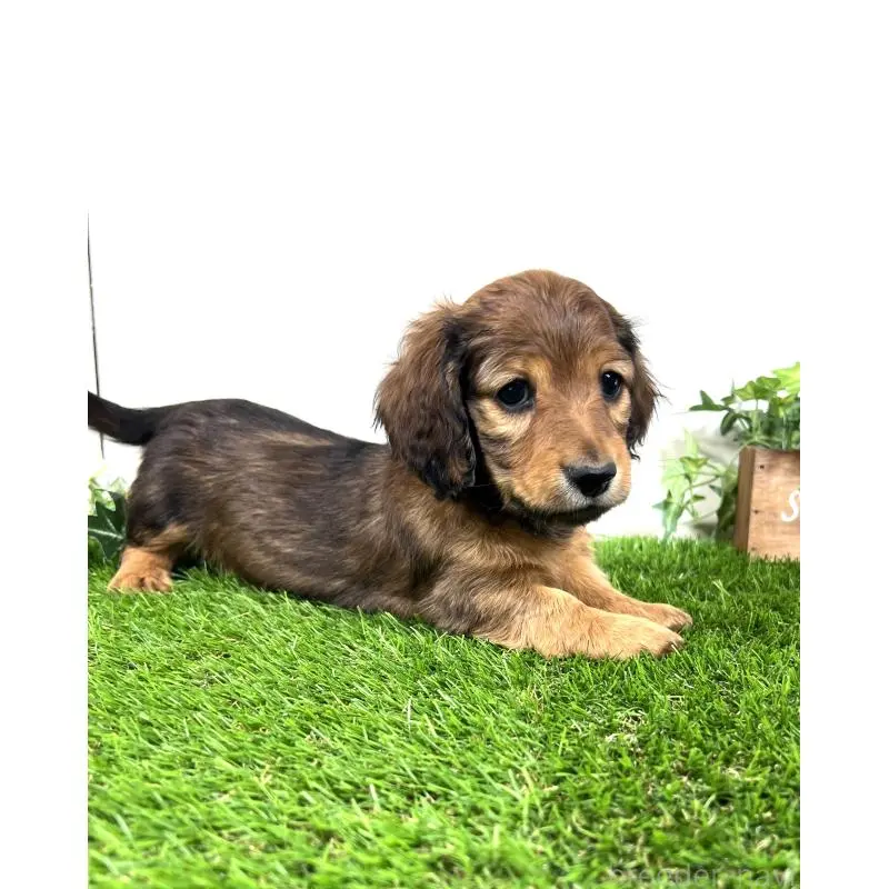 販売中の埼玉県のミニチュアダックスフンド(ロングヘアード)-453682の4枚目