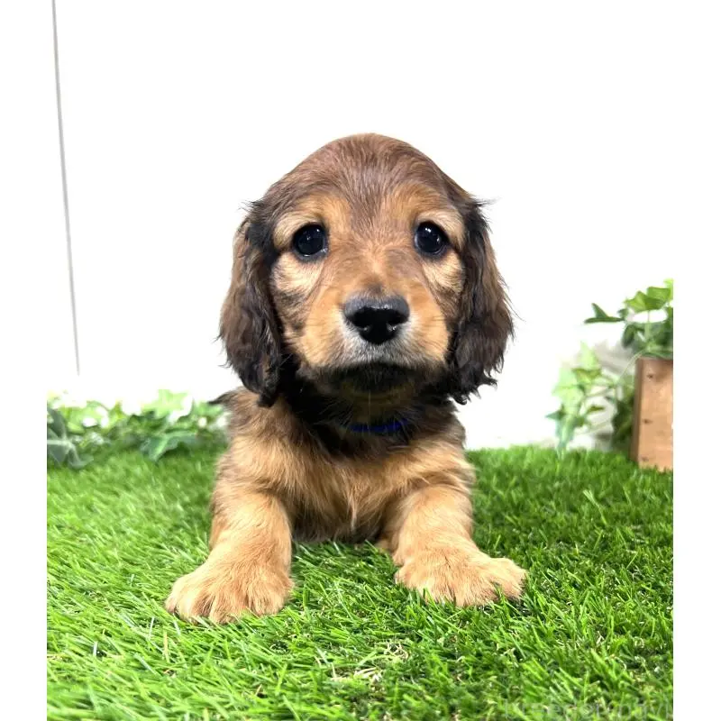 販売中の埼玉県のミニチュアダックスフンド(ロングヘアード)-453682の3枚目