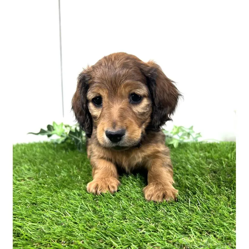 販売中の埼玉県のミニチュアダックスフンド(ロングヘアード)-453682の2枚目