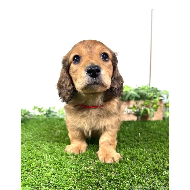 販売中の埼玉県のミニチュアダックスフンド(ロングヘアード)-453683の14枚目