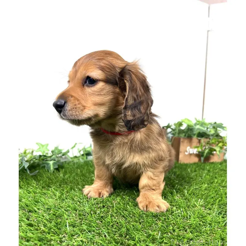 販売中の埼玉県のミニチュアダックスフンド(ロングヘアード)-453683の13枚目