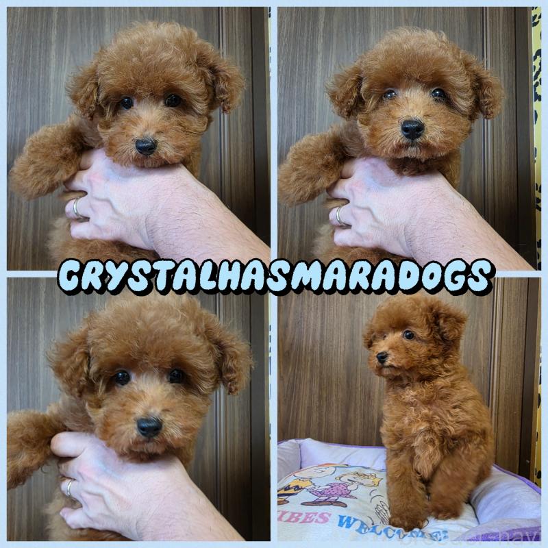 販売中の北海道のトイプードル-447348