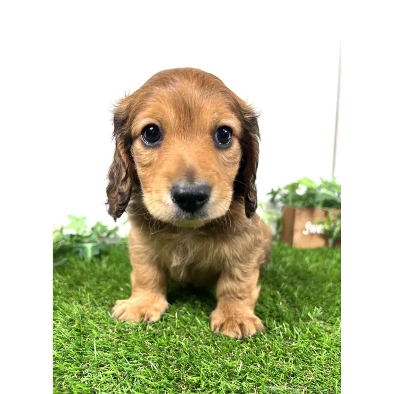 販売中の埼玉県のミニチュアダックスフンド(ロングヘアード)-453683の12枚目