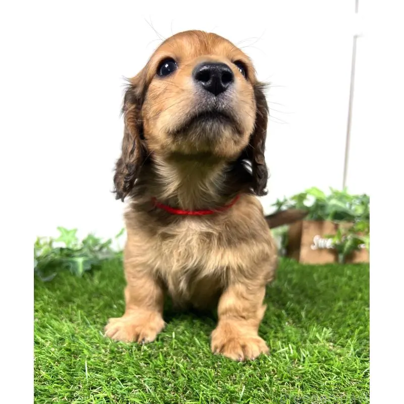 販売中の埼玉県のミニチュアダックスフンド(ロングヘアード)-453683の11枚目