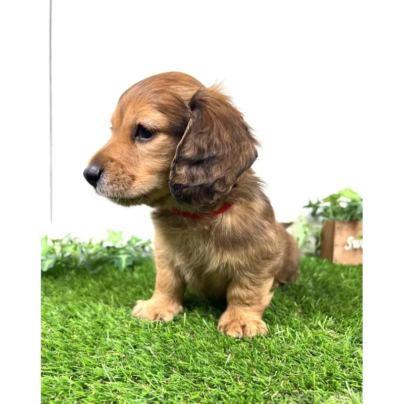 販売中の埼玉県のミニチュアダックスフンド(ロングヘアード)-453683の10枚目