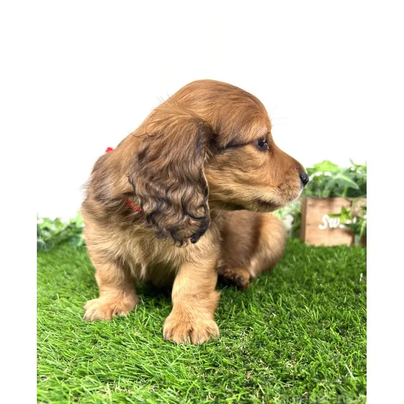 販売中の埼玉県のミニチュアダックスフンド(ロングヘアード)-453683の9枚目