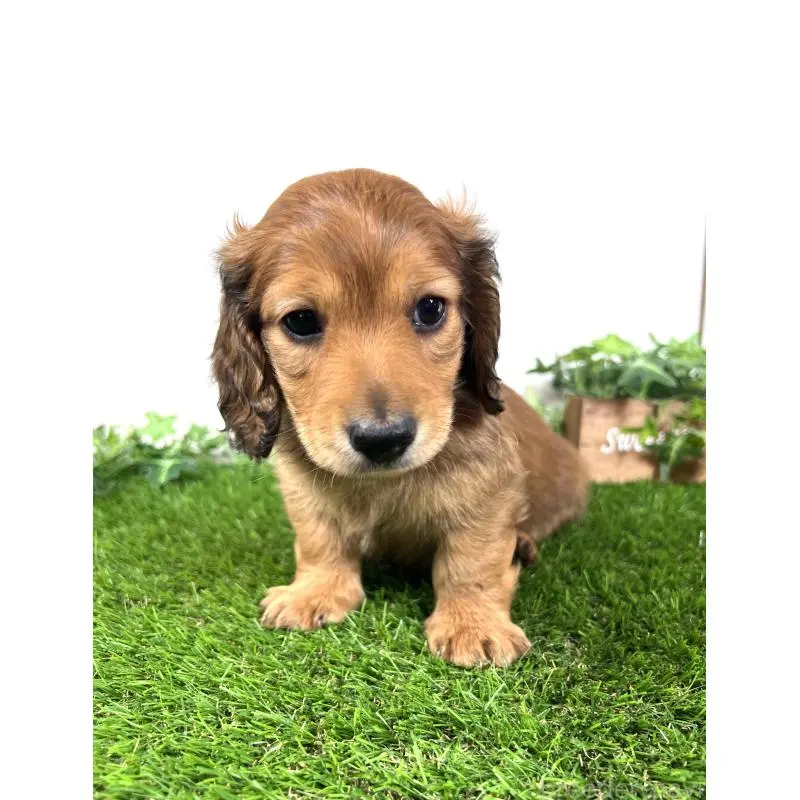 販売中の埼玉県のミニチュアダックスフンド(ロングヘアード)-453683の8枚目