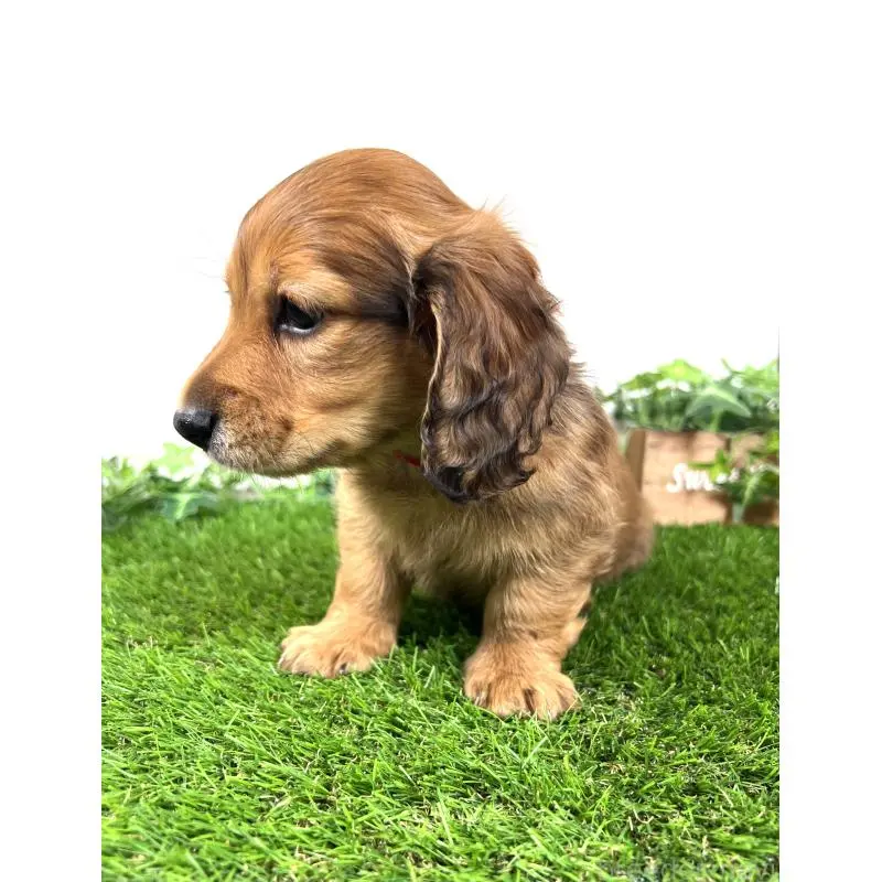 販売中の埼玉県のミニチュアダックスフンド(ロングヘアード)-453683の7枚目