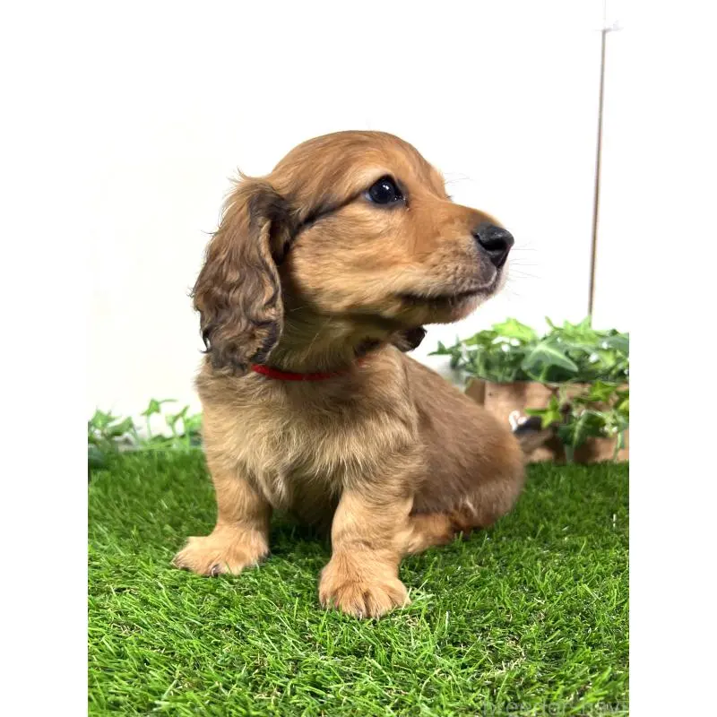 販売中の埼玉県のミニチュアダックスフンド(ロングヘアード)-453683の6枚目