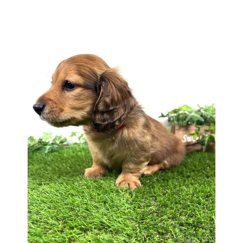 販売中の埼玉県のミニチュアダックスフンド(ロングヘアード)-453683の5枚目