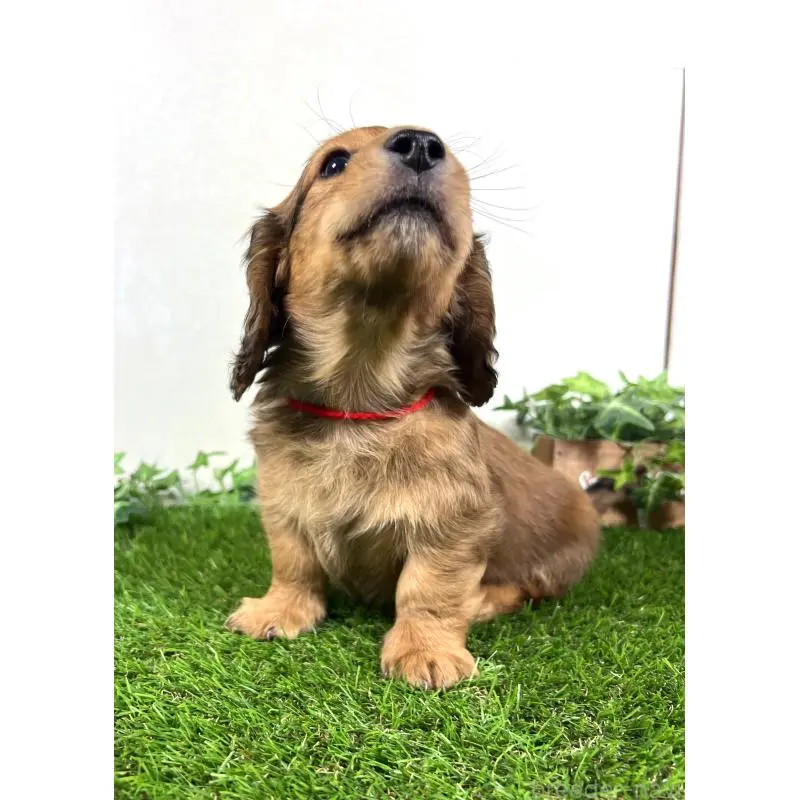 販売中の埼玉県のミニチュアダックスフンド(ロングヘアード)-453683の4枚目