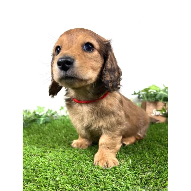 販売中の埼玉県のミニチュアダックスフンド(ロングヘアード)-453683の3枚目