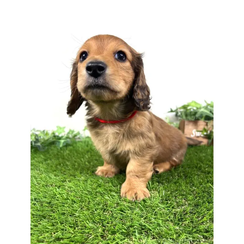 販売中の埼玉県のミニチュアダックスフンド(ロングヘアード)-453683の2枚目