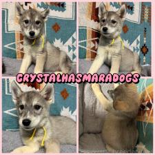 オンライン見学