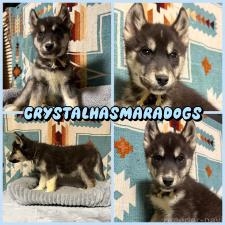 オンライン見学