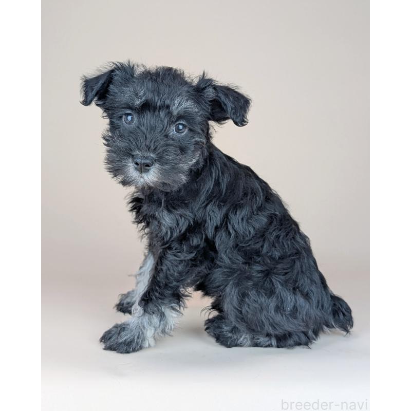 販売中の長崎県のミニチュアシュナウザー-448988の5枚目