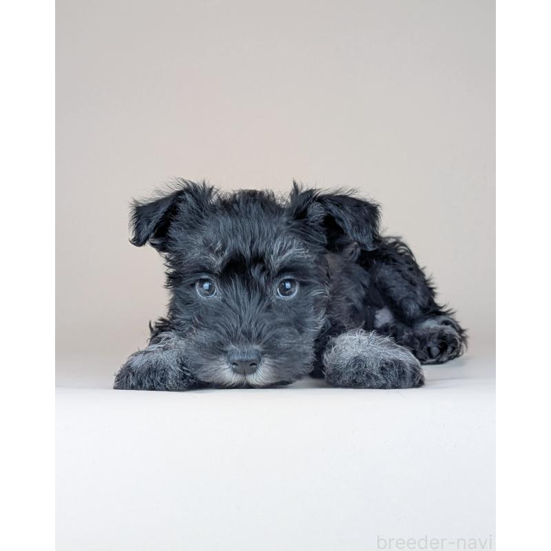 販売中の長崎県のミニチュアシュナウザー-448988の4枚目