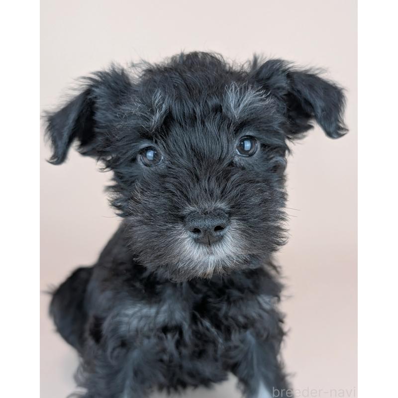 販売中の長崎県のミニチュアシュナウザー-448988の3枚目