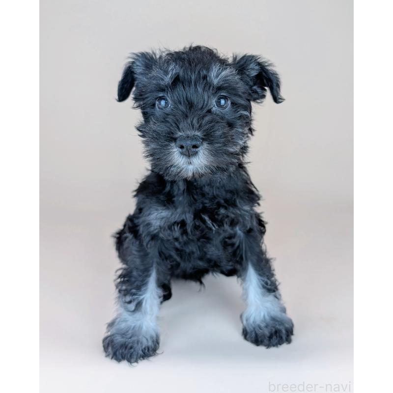 販売中の長崎県のミニチュアシュナウザー-448988の2枚目