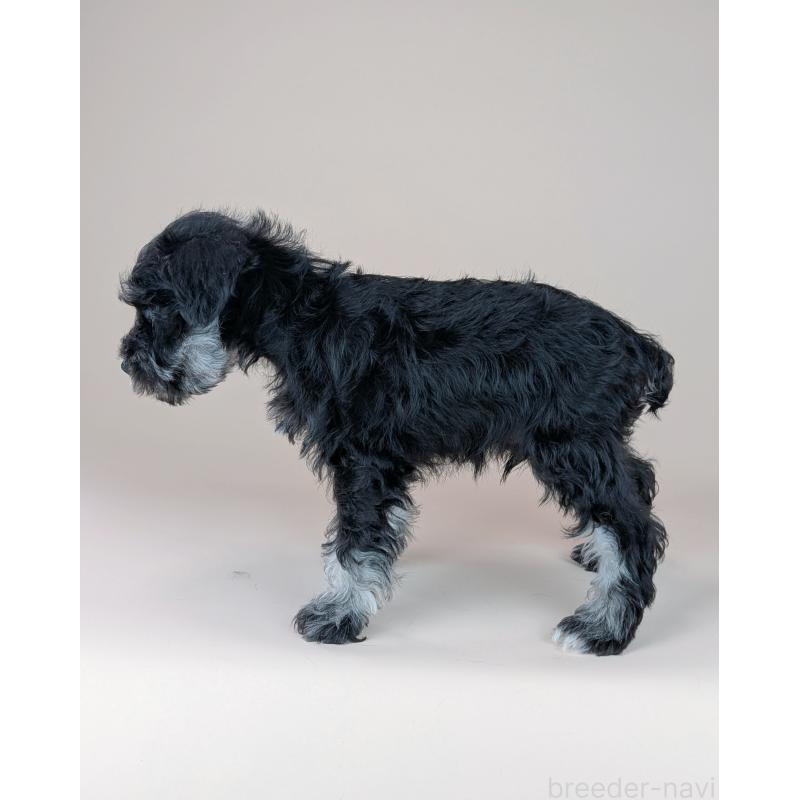 販売中の長崎県のミニチュアシュナウザー-448986の4枚目