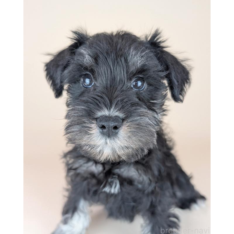 販売中の長崎県のミニチュアシュナウザー-448986の3枚目