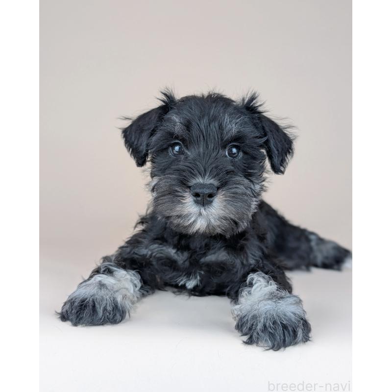 販売中の長崎県のミニチュアシュナウザー-448986の2枚目