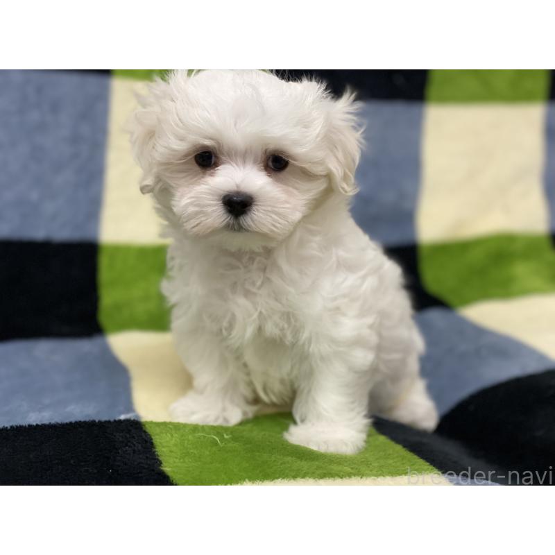 販売中の長野県のマルチーズ-453793の5枚目