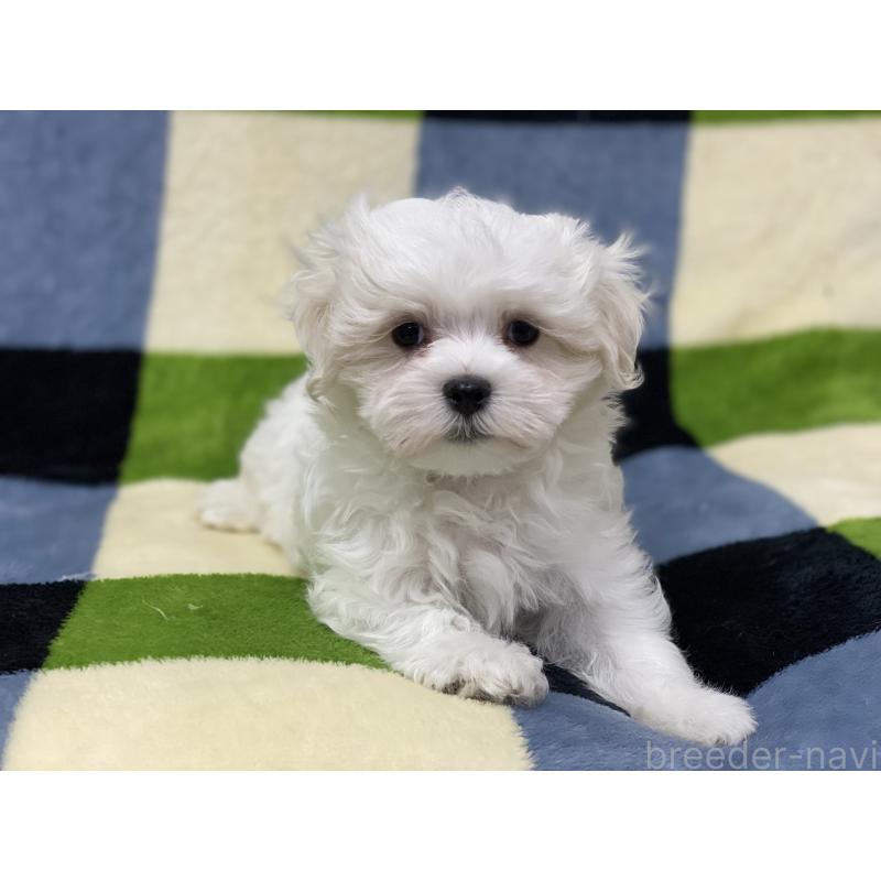 販売中の長野県のマルチーズ-453793の4枚目