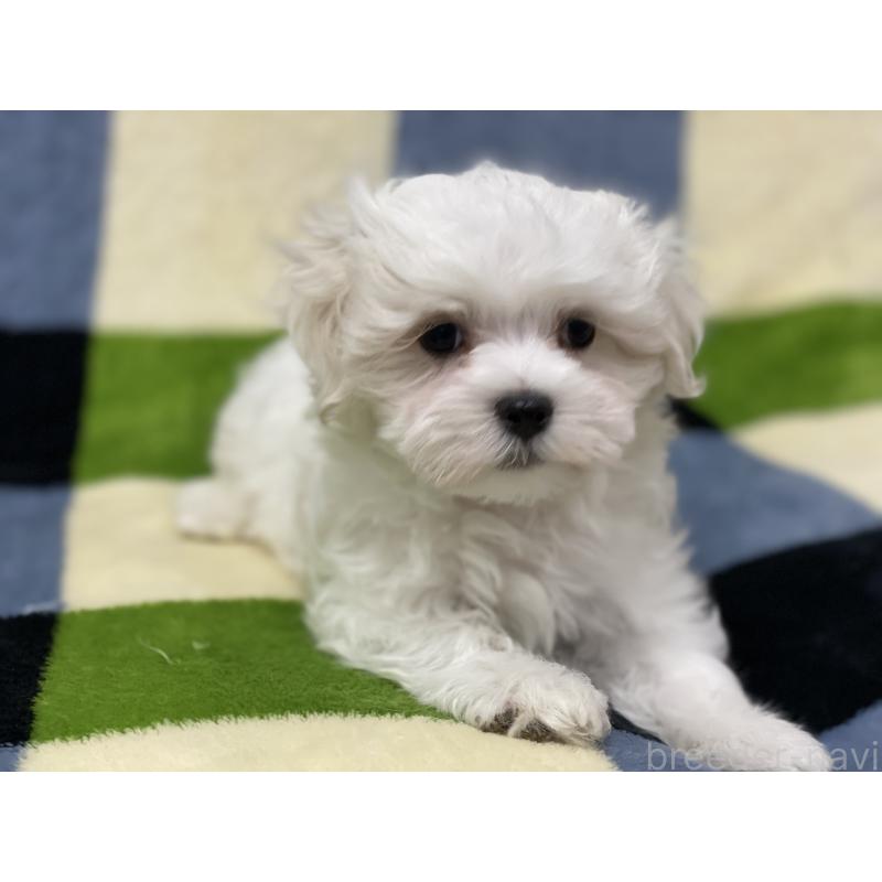 販売中の長野県のマルチーズ-453793の3枚目