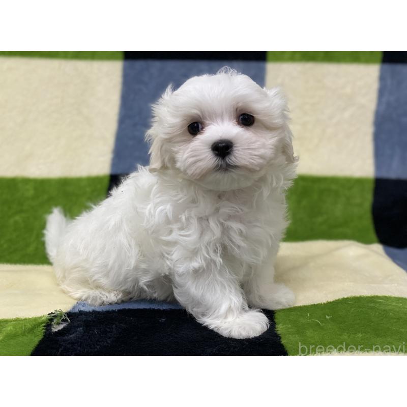 販売中の長野県のマルチーズ-453793の2枚目