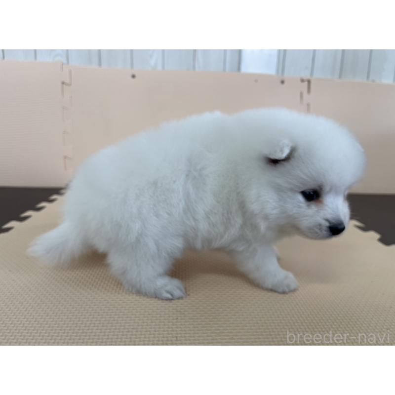 販売中の千葉県の日本スピッツ-453794の2枚目