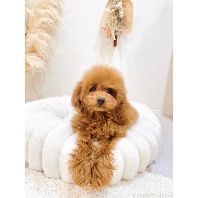 販売中の滋賀県のタイニープードル-436831の12枚目