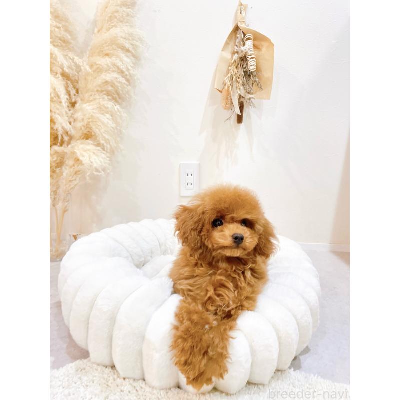 販売中の滋賀県のタイニープードル-436831の11枚目