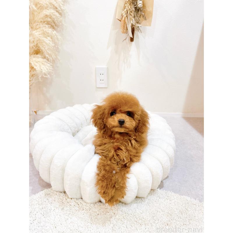 販売中の滋賀県のタイニープードル-436831の10枚目