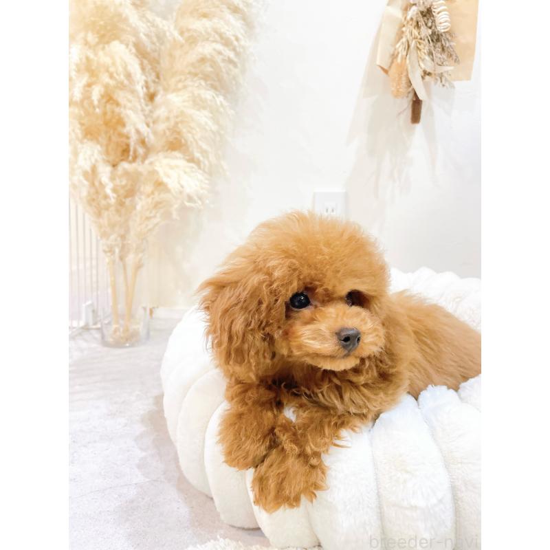 販売中の滋賀県のタイニープードル-436831の9枚目