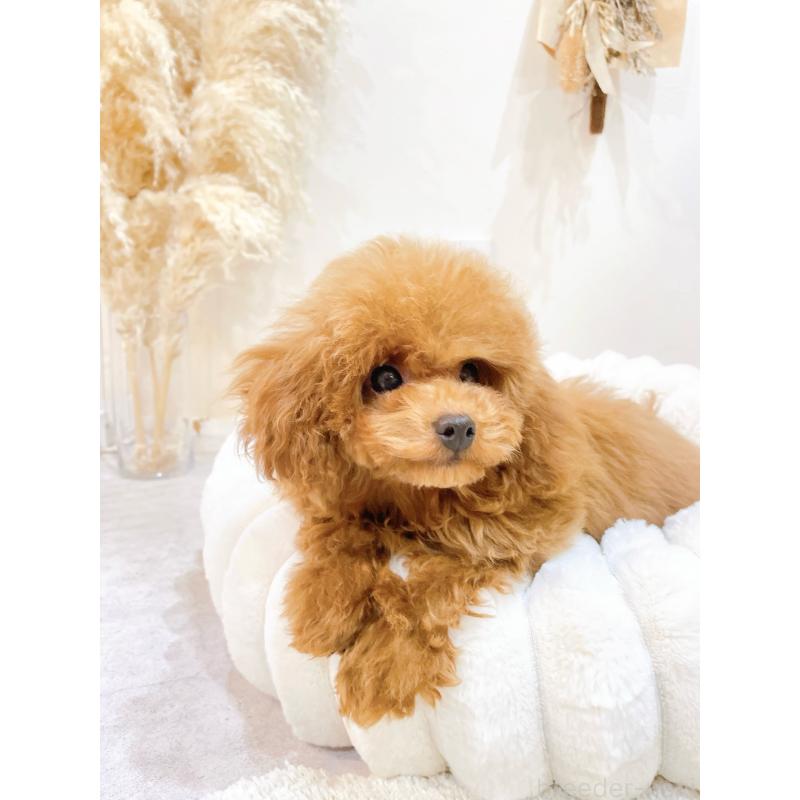 販売中の滋賀県のタイニープードル-436831の8枚目