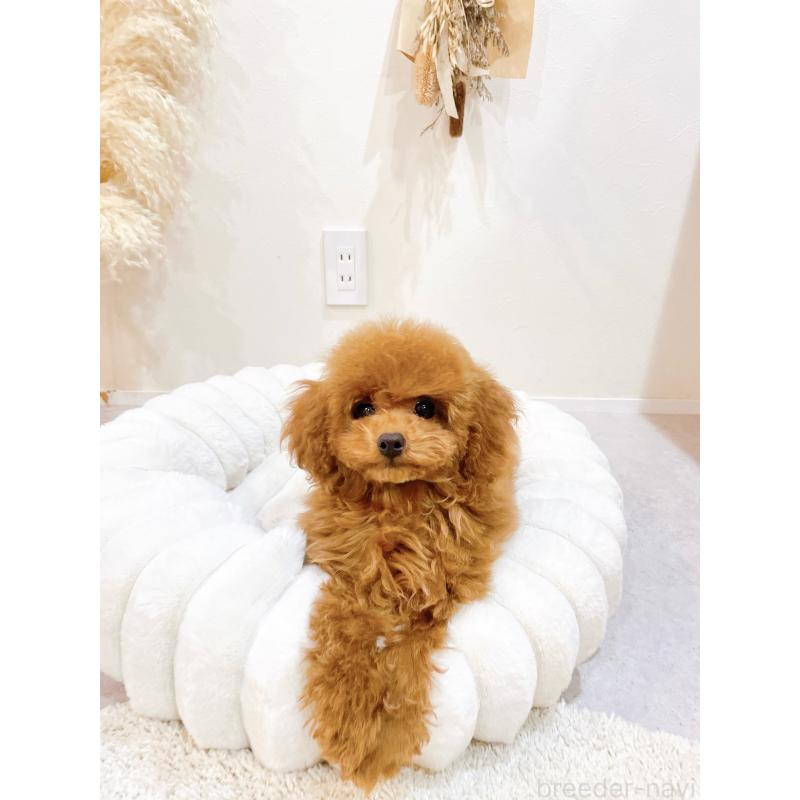 販売中の滋賀県のタイニープードル-436831の7枚目