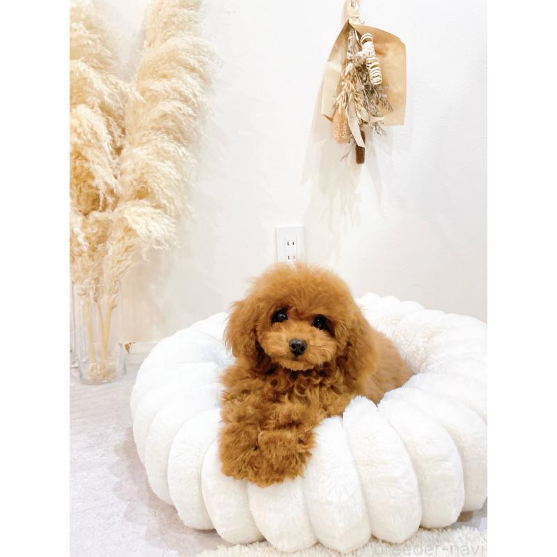 販売中の滋賀県のタイニープードル-436831の6枚目