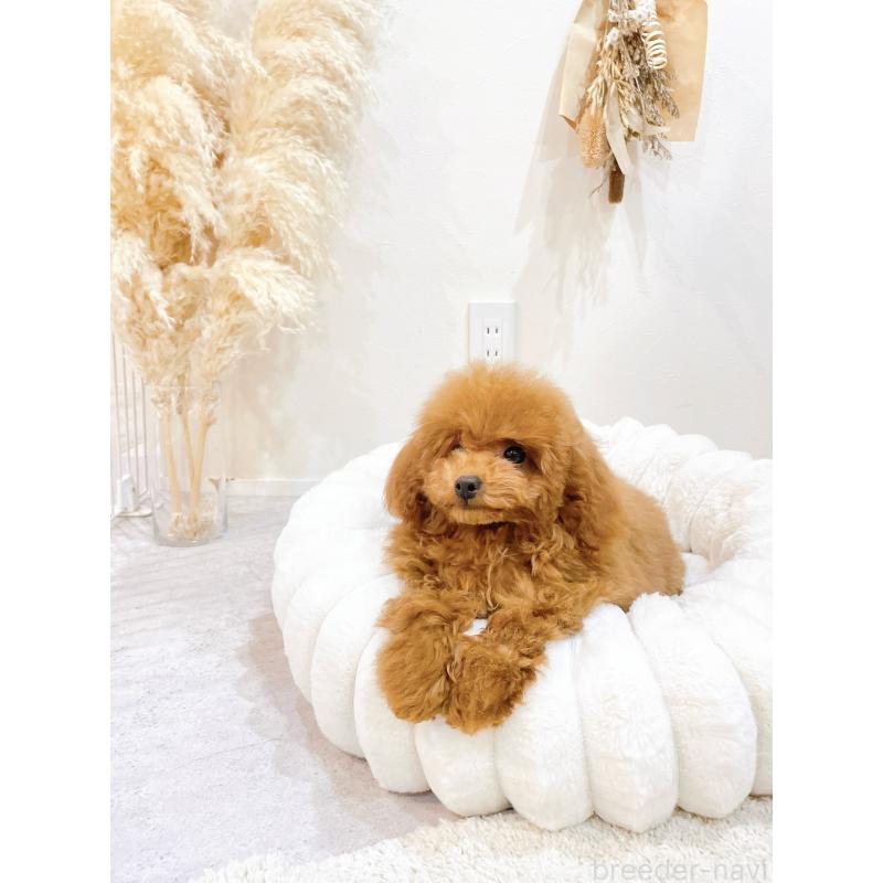 販売中の滋賀県のタイニープードル-436831の5枚目