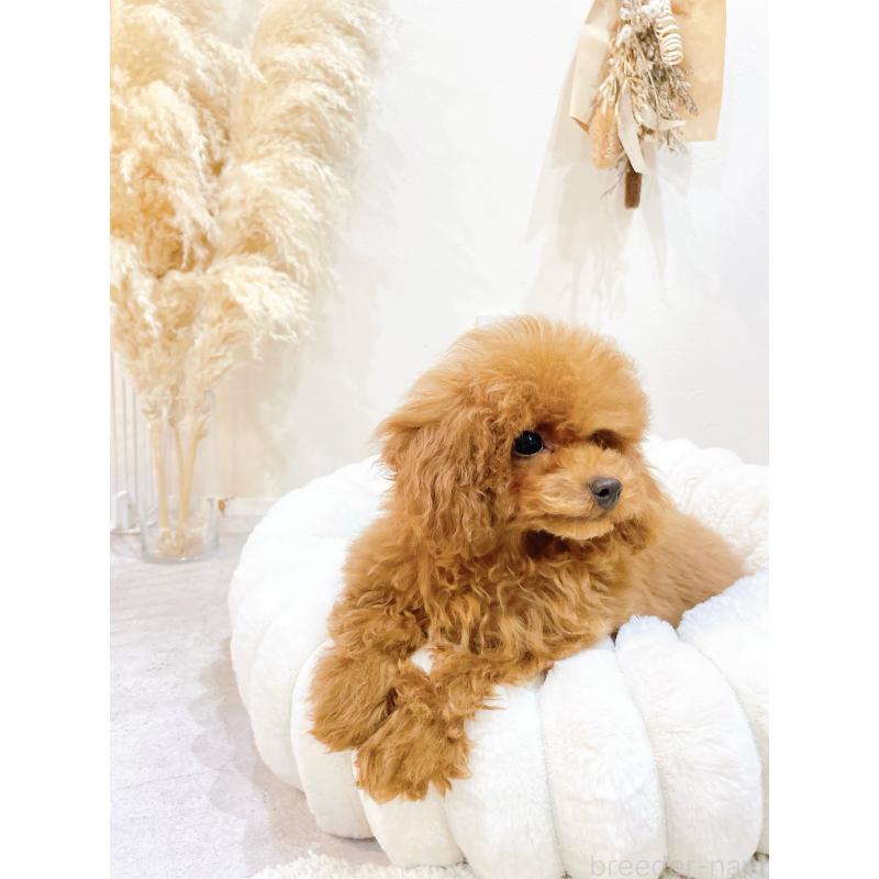 販売中の滋賀県のタイニープードル-436831の4枚目