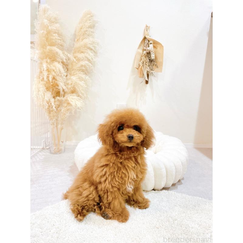 販売中の滋賀県のタイニープードル-436831の3枚目