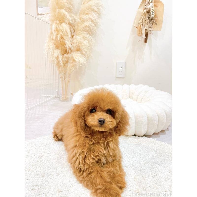 販売中の滋賀県のタイニープードル-436831の2枚目