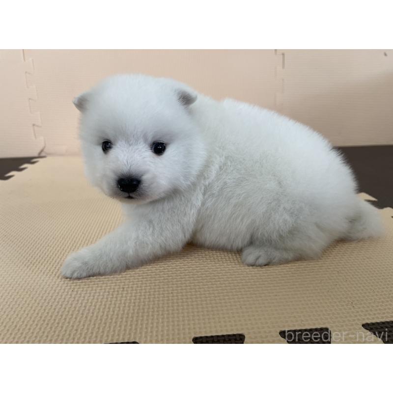 販売中の千葉県の日本スピッツ-453795の4枚目