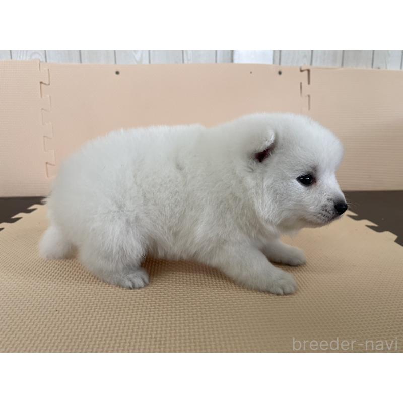 販売中の千葉県の日本スピッツ-453795の3枚目