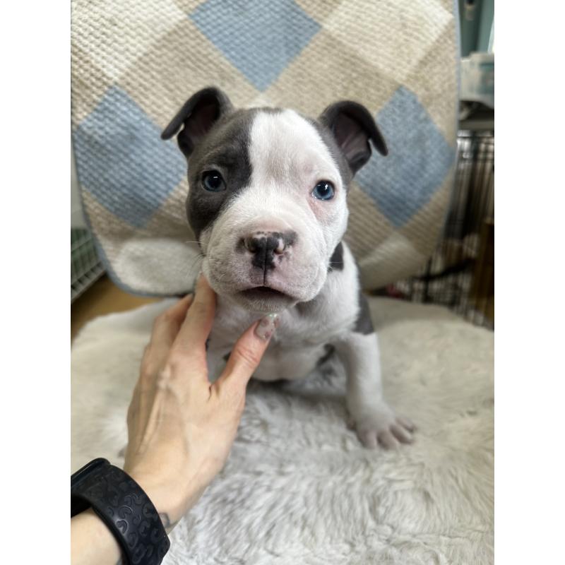 販売中の千葉県のアメリカンブリー-451504