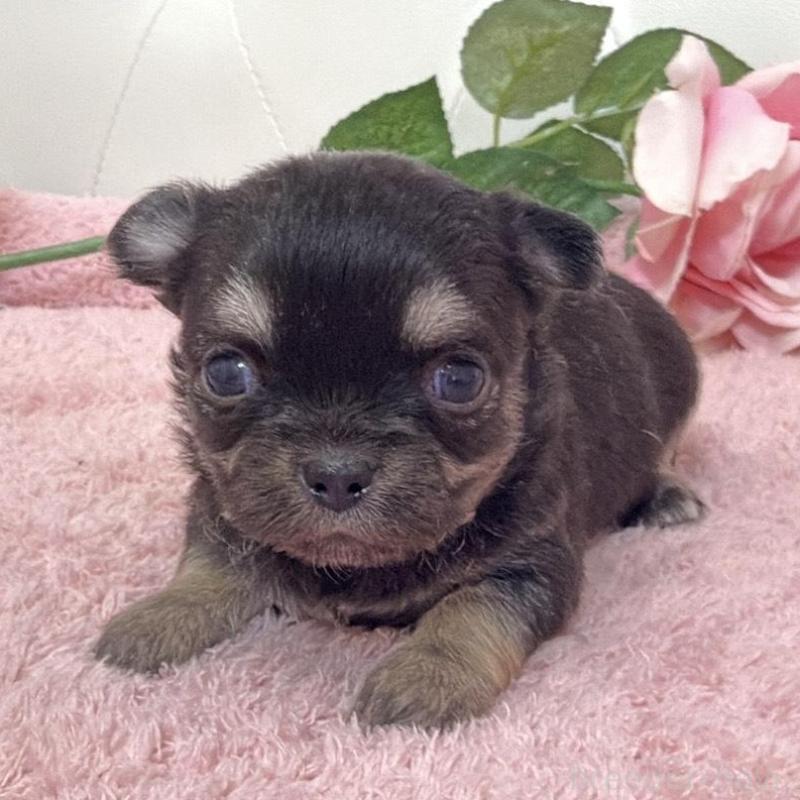 販売中の埼玉県のチワワ(ロングコート)-453797の6枚目